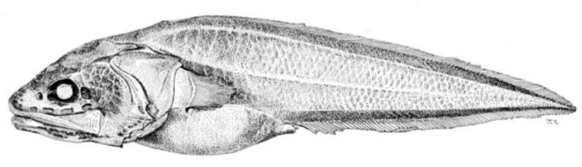 Bellottia apoda _01.jpg